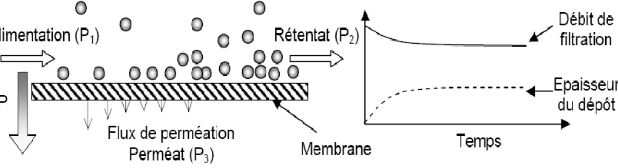 Figure II -5.  Principe de fonctionnement de la filtration tangentielle. 