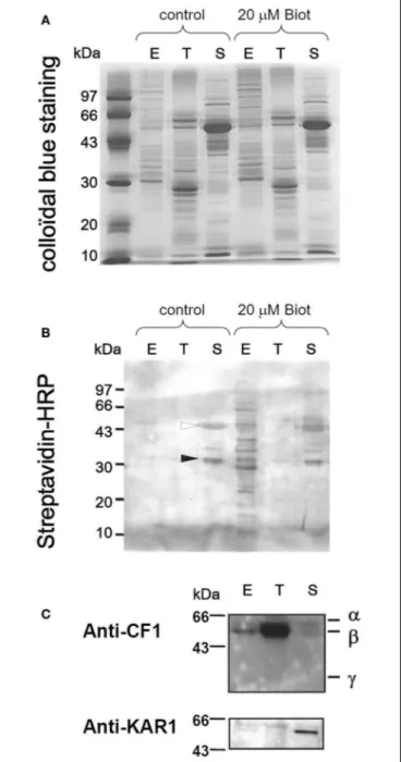 FIGURE 1 | Specific chloroplast envelope biotinylation. Proteins prepared from intact (control) or biotinylated (20 µ M Biot) spinach chloroplast sub-fractions (20 µ g) were separated by 1D-PAGE