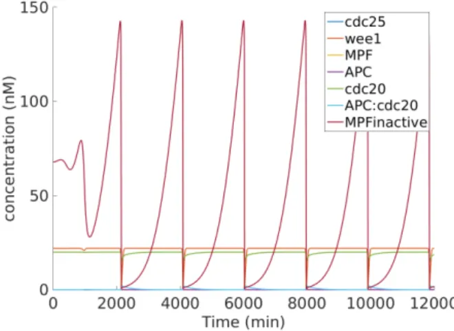 Fig. 3. Oscillations of the components of the cell cycle model. Parameters: wee1 T OT = 22.0, cdc25 T OT = 20.0, AP C T OT = 40.0, cdc20 T OT = 20.0, γ 1 = 3.0, γ2 = 0.1, V 1 = 0.1, k 1 = 7.6, V 2 = 2.5, k 2 = 7.6, V 3 = 0.5, k 3 = 5.4, V 4 = 5.0, k 4 = 4.