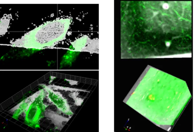 Fig. 5. 3D overlay for experiments 1 (left) and 2 (right). The fluores- fluores-cence LM is overprinted in green