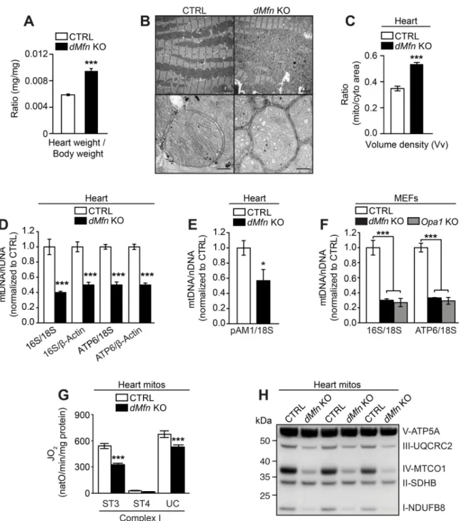 Fig 1. Loss of outer membrane fusion results in mtDNA depletion and OXPHOS dysfunction