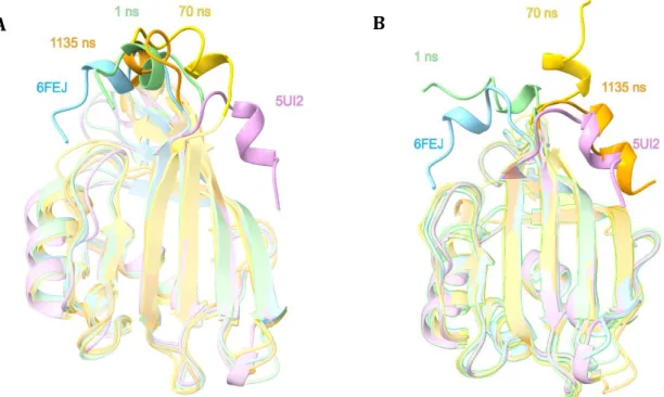 Figure 3.  Molecular dynamics simulation of  CTT conformational changes in apoCTDH.  MD  was  performed multiple times resulting in two possible results see in panel A, where the CTT remains in its  original closed position and panel B, where the CTT flips