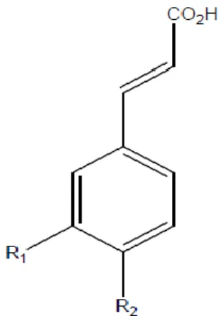 Figure 1:  acide hydroxycinnamique. (3)