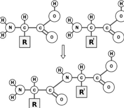 Fig. 1 A representation of how amino acids, carrying specific side chains R and R 0 , can link together through their core to form a chain (modified from wikipedia)