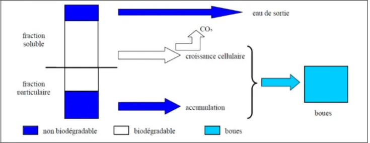 Figure IV.2 : résume le processus de traitement de l'eau et de production de boues.[20] 