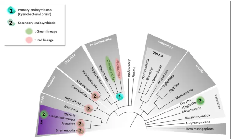 FIGURE 1 | The Tree of Eukaryotes. The colored groupings correspond to currently defined “supergroups.” Unresolved branching orders among lineages are shown as multifurcations