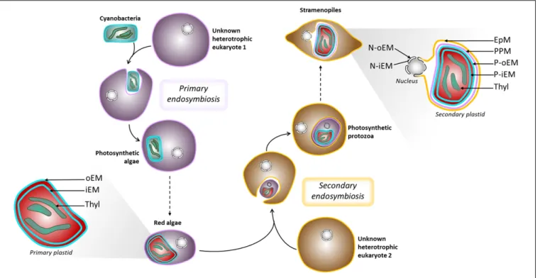 FIGURE 2 | Schematic representation of plastid evolution. Schematic representation of primary and secondary endosymbiosis, and organelle architecture
