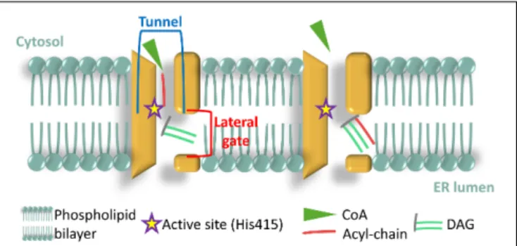 FIGURE 3 | Architecture of the membrane bound O-acyl transferase (MBOAT)-core of human diacylglycerol acyltransferase (DGAT1) enzyme (HsDGAT1)