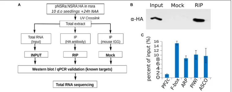 FIGURE 8 | RNA immunoprecipitation of NSRa. (A) Experimental design to identify NSRa direct targets using RNA-immunoprecipitation assay