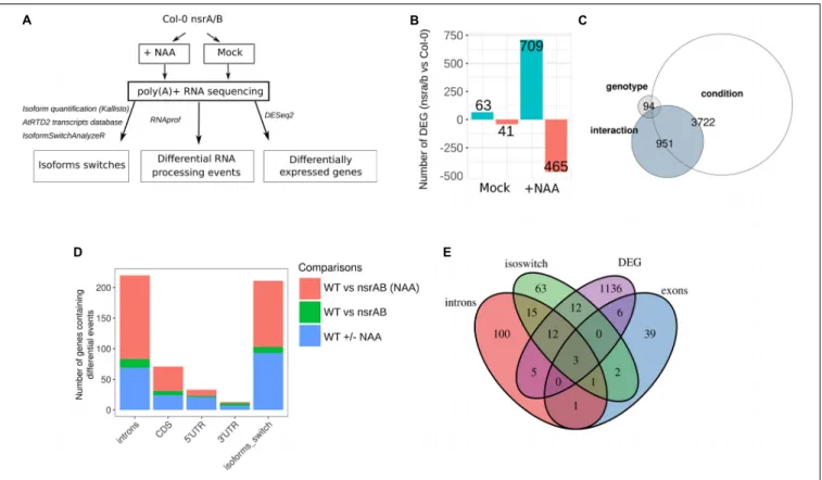 FIGURE 1 | The nsra/b mutant shows changes in auxin-dependent gene expression and AS. (A) Experimental design to analyze expression and alternative splicing (AS) changes in response to the synthetic auxin NAA in nsra/b compared to Col-0 (WT)
