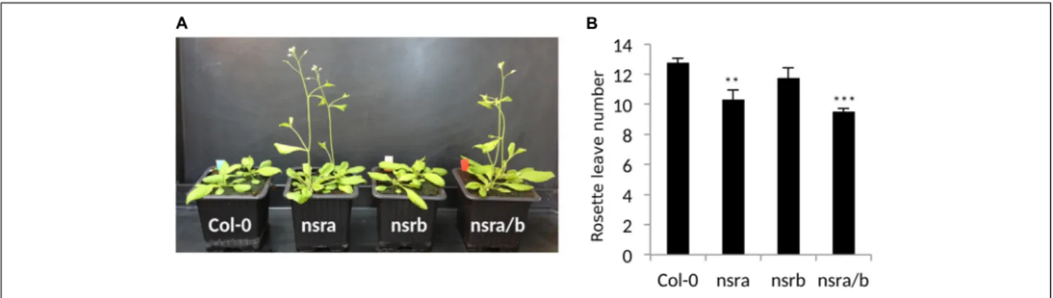 FIGURE 5 | NSRa affects flowering time in Arabidopsis. (A) Representative picture of Col-0 nsra, nsrb and nsra/b at 21 days after germination