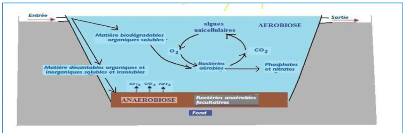 Figure n° Ⅱ . 9 : Schéma de fonctionnement d’épuration par lagunage .  