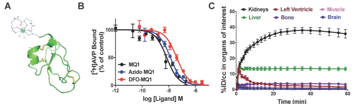 Figure 4. (A) Structural organization of DBO-MQ1. (B) Representative curves for the binding of MQ1 (black), 6-azidohexanoïc-MQ1 (blue) and DBO-MQ1 (red) to hV2R  stably expressed in CHO cells