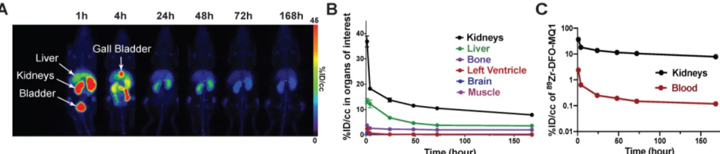 Figure 5. (A) Representative PET scans of healthy C57BL6 mice following the kinetics of tracer elimination within the seven days after intravenous injection of 89Zr-DFO-MQ1