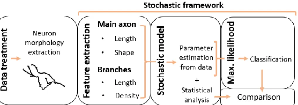 Fig. 2. Scheme of the proposed stochastic framework for the comparison of neuron morphologies  between groups