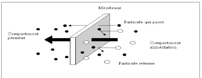 Figure II.1 :  Schéma du principe du fonctionnement d’une membrane sélective.  