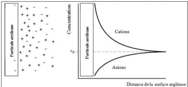 Figure I.15.La distribution des cations et des anions adjacents à une particule argileuse selon la théorie de la double couche diffuse (Mitchell et Soga, 2005)