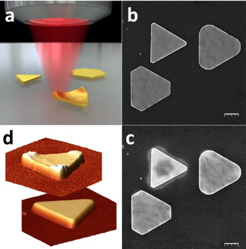 Figure 1. (a) Principle of the optical set-up used for plasmon hot printing. A high numerical aperture  objective is used to focus a linearly polarized 800-nm pulsed laser beam onto an ITO-coated glass  coverslip bearing micrometer-sized, ultrathin  Au pri