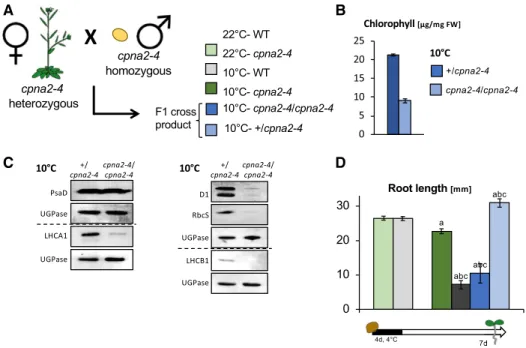 Figure 6. Cold-induced developmental defects are unrelated to the maternal genotype. A, Schematic of the cross performed by pollinating cpna2-4/1 plants with cpna2-4 pollen