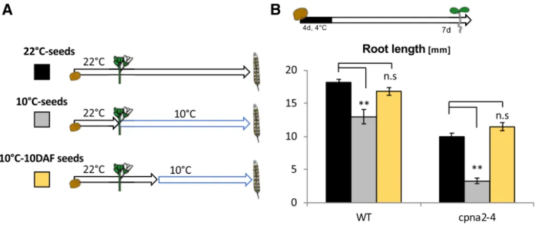 Figure 7. Cold applied to photosynthetically active cpna2-4 embryos does not induce developmental defects