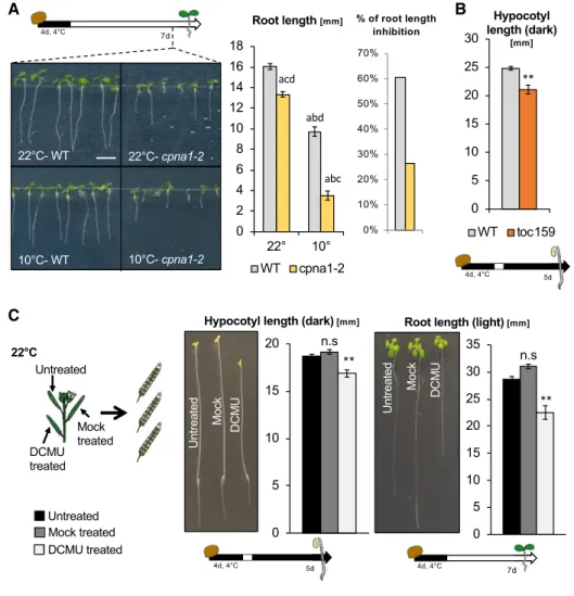 Figure 8. cpna1-2 is a temperature- temperature-sensitive chloroplast chaperonin, which phenocopies cpna2-4; toc159 mutants display abnormal skotomorphogenic development; and DCMU-treated  de-veloping seeds produce seedlings with developmental defects