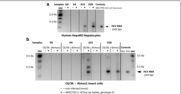 Fig. 4 Detection of HCV RNA (+) by one-step Reverse Transcription Polymerase Chain Reaction (RT-PCR)