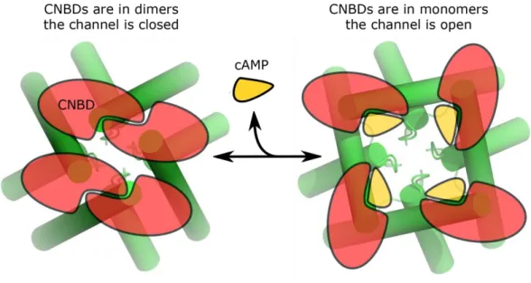 Fig. 6 Model of the bacterial CNG channel activation by cAMP.  The view is from the cytoplasm  perpendicular to the  membrane plane