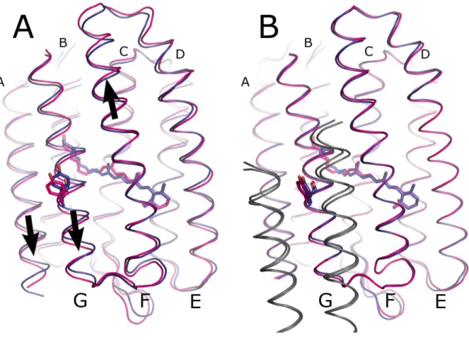 Figure 2. Overall structural rearrangements in NpSRII upon transition to the active state