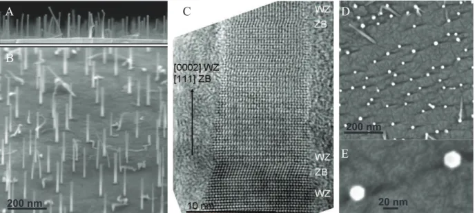 Fig. 3. SEM images (A,B) and TEM image (C) of a ZnSe NW containing hexagonal (WZ) and cubic (ZB)  regions grown on a ZnSe (111) B buffer layer