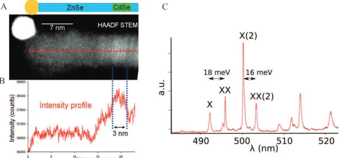 Fig. 5. (A) HAADF STEM image of a cubic NW oriented in the [100] direction with a CdSe QD (brighter  contrast) with the same crystalline phase and (B) Intensity profile along the NW