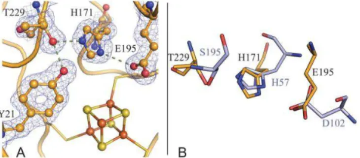 Figure 5. (A)Charge-relay triad (Thr229-His171-Glu195) and  Tyr21, depicted with their matching (2Fo-Fc) electron  densi-ty  map,  at  the  NadA  active  site