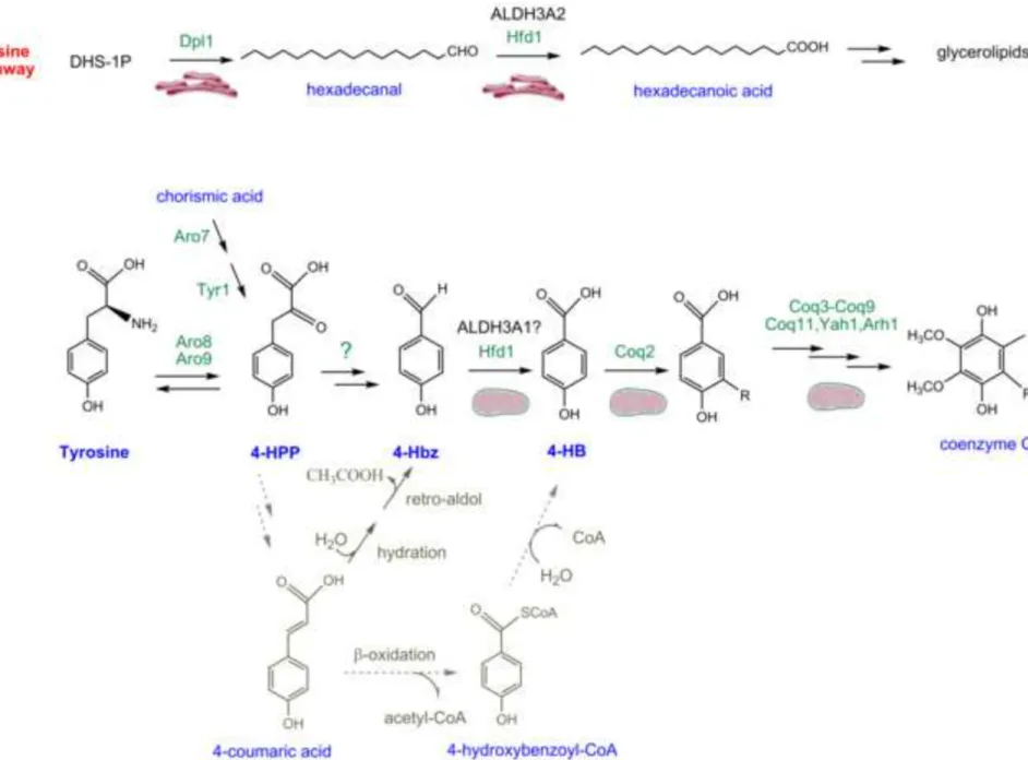 Figure 5 Click here to download Figure fig 5.tif 
