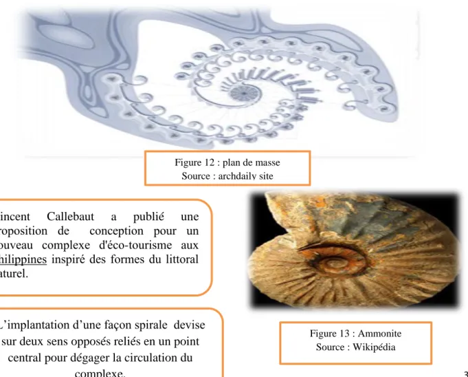 Figure 13 : Ammonite  Source : Wikipédia   