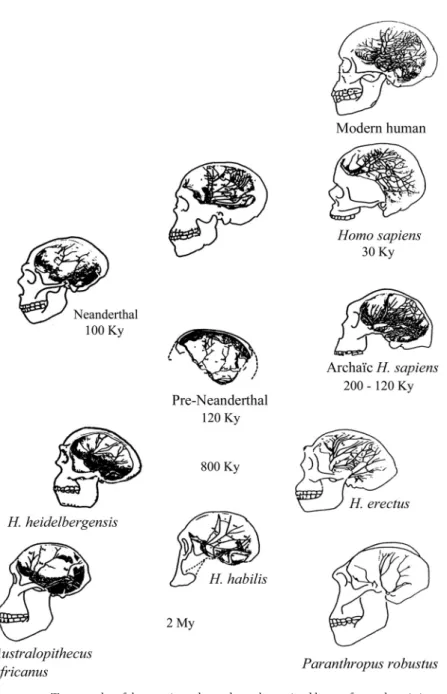 figure 2.1. Topography of the meningeal vessels on the parietal bone of some hominins, adapted from Saban ( 1995 )