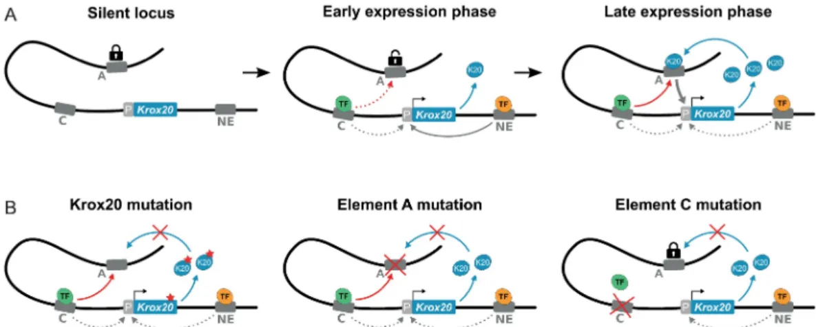 Fig 5. A model for Krox20 regulation and the dual function of element C. (A) Schematic representation of the regulation of Krox20 in r3