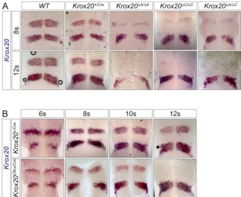 Fig 2. Cooperation in cis between elements A and C. (A) In situ hybridization for Krox20 mRNA was performed on wild type (WT), Krox20 +/Cre , Krox20 ΔA/ΔA , Krox20 ΔC/ΔC and composite heterozygous Krox20 ΔA/ΔC embryos at the indicated somite stages