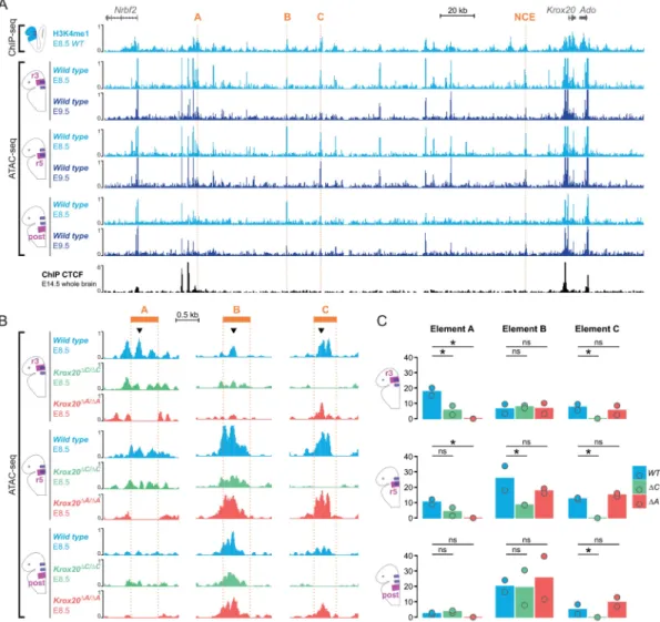 Fig 4. Chromatin modifications and accessibility within the Krox20 locus. (A) ChIP-seq was performed for the H3K4me1 mark on wild type E8.5 embryo heads (light blue) using biological duplicates