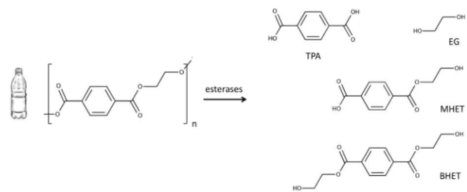 Figure 1. Enzymatic hydrolysis of polyethylene terephthalate (PET) results in a mixture of terephthalic acid (TPA) and ethylene glycol (EG) and, to a lesser extent, the incomplete hydrolysis products bis-(2-hydroxyethyl) terephthalate (BHET) and mono-(2-hy