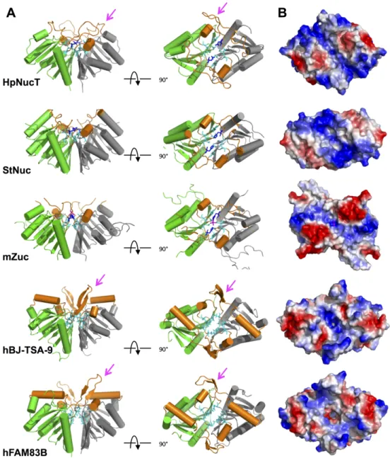 Fig 5. Dimer of NucT and comparative analysis with PLD family nucleases. (A) Ribbon diagrams of the dimers of NucT, Nuc, Zuc, hBJ-TSA-9 and hFAM83B in two orientations (profile and on top)