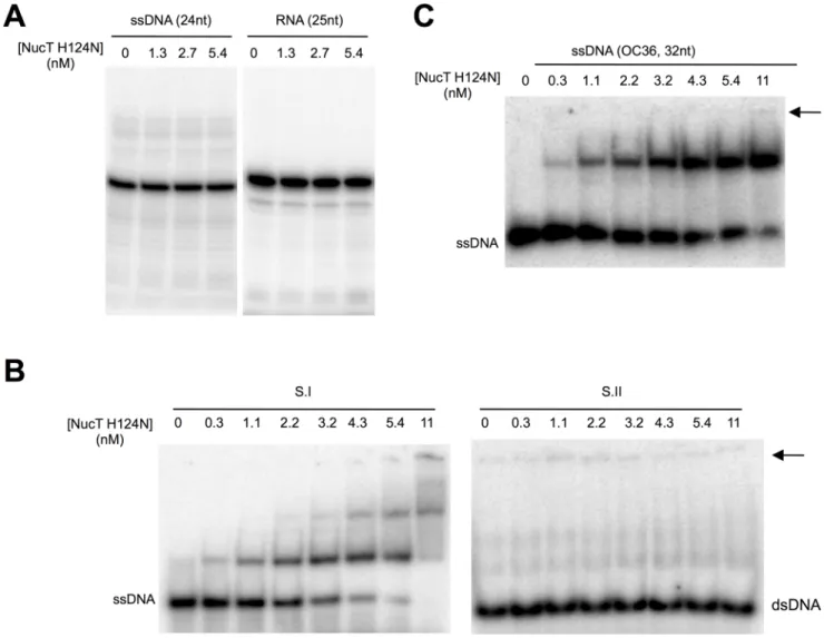 Fig 3. NucT catalytic site mutant. (A) NucT H124N nuclease activity tests on ssDNA (24-mer osf344) and RNA (25-mer Hxv82)
