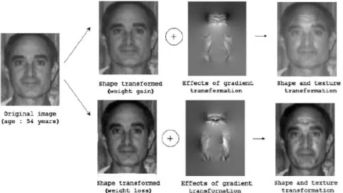 Fig. 9 Facial shape variations induced for the cases of weight-gain/loss in [33]. Further, the ef- ef-fects of gradient transformations in inducing textural variations using Poisson image editing are illustrated as well (reproduced from [33]).