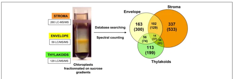 FIGURE 1 | Distribution of protein sub-plastidial localizations as determined using spectral count data for a subset of 819 selected proteins