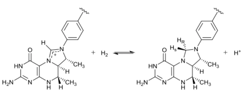 Figure 5. Schematic of  the reversible heterolytic splitting  of  H 2   by Hmd, showing  a hydride  stereospecifically  transferred  into  the  pro-R  site  of  methenyl-H 4 MPT +   to  yield  methylene-  H 4 MPT plus a proton