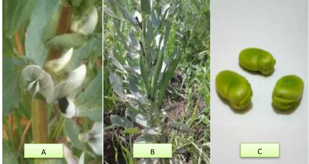 Figure 2 : Les fleurs (A), les fruits (B) et les graines (C) de la fève 