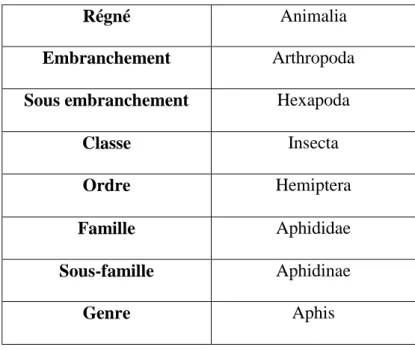 Tableau 2 : Classification systématique d’Aphis fabae :  D’après Iluz (2011), les aphides sont classée comme suit : 