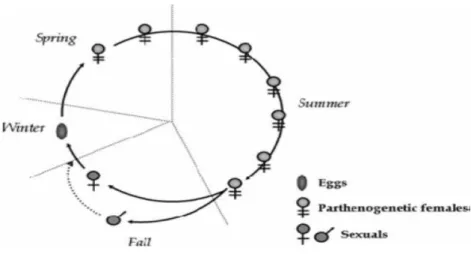 Figure 6 : Cycle de vie d’un puceron (Le Trionnaire et al., 2008). 