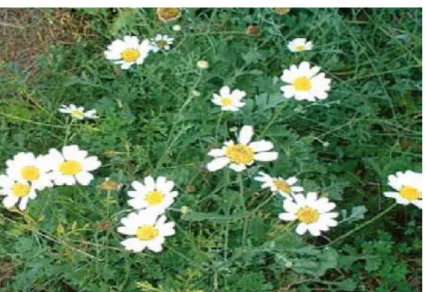 Figure 8 : Le pyrèthre d’Afrique (Anacyclus pyrethrum L.) 