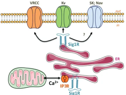 Fig. 3. Sig1R modulation on ion channels: A putative model. Under ER stress, Sig1R  stabilizes IP3 receptors and regulates Ca 2+  influx from ER to mitochondria to protect cells  from apoptosis (Hayashi &amp; Su, 2007)