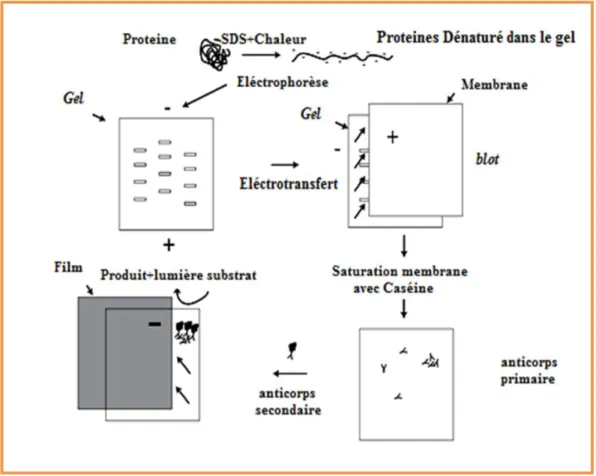 Figure 20 : Le protocole de Western Bloot utilisé pour l’immuno-détéction de l’IL-10  (Bermudez-Humaran et al., 2002)