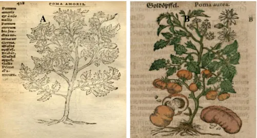 Figure 12: Premières images de tomate publiées.  (A) Image publiée par Dodoens en 1553